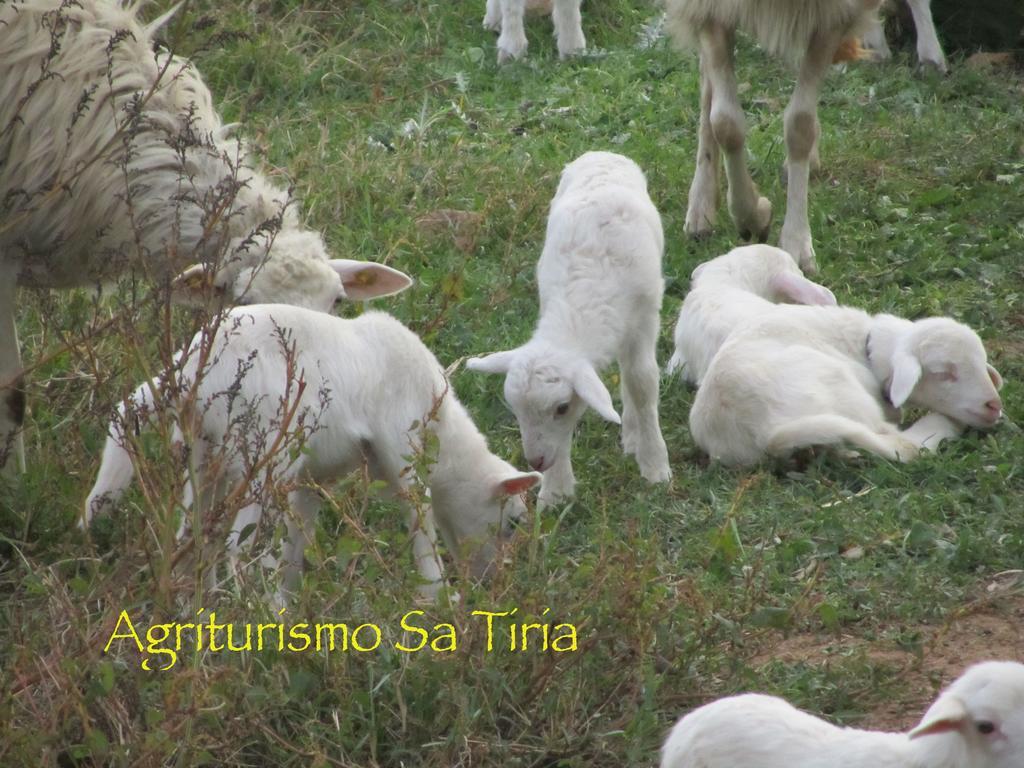 Agriturismo Sa Tiria 툴라다 외부 사진